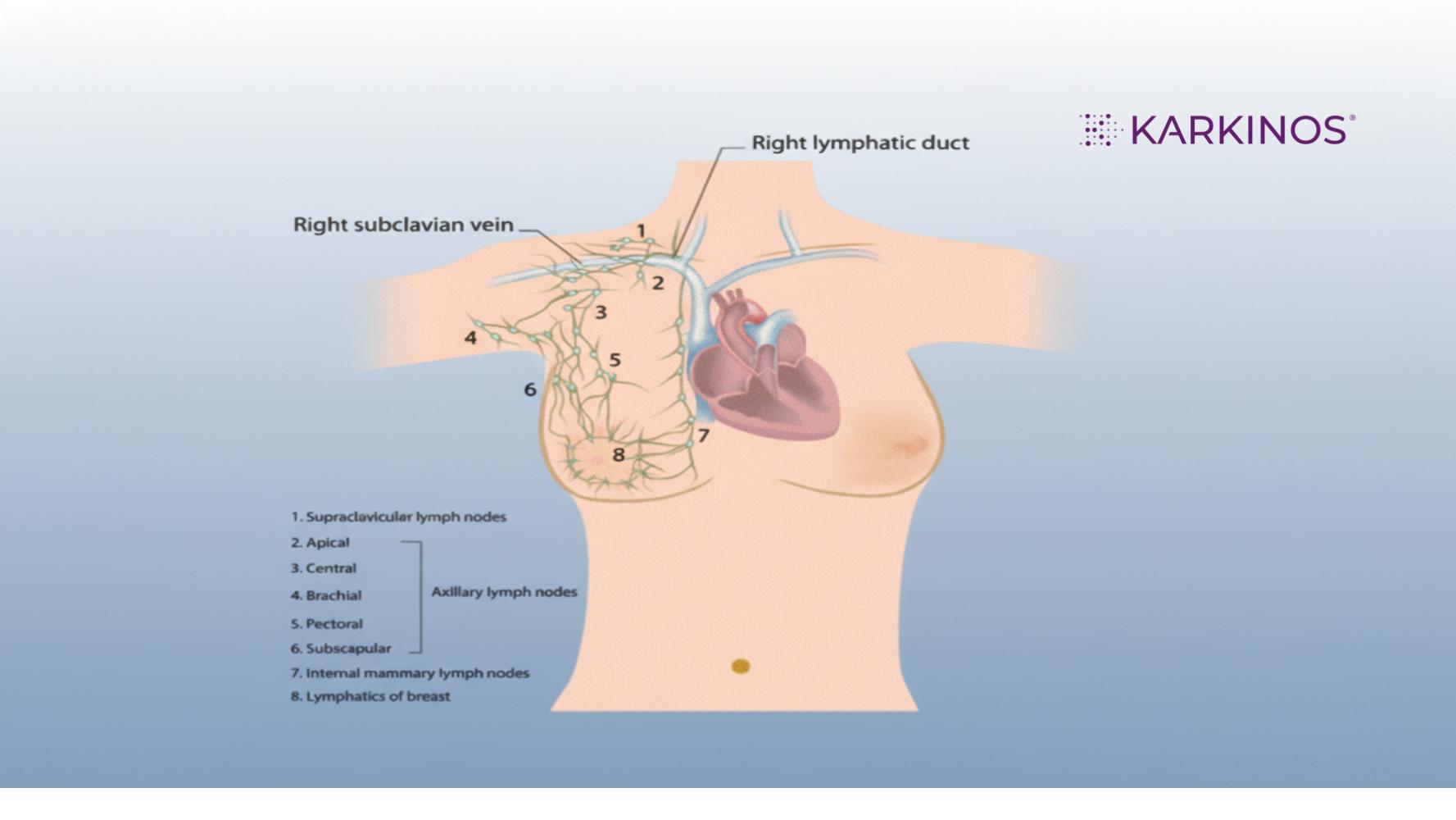 Breast Health and Anatomy