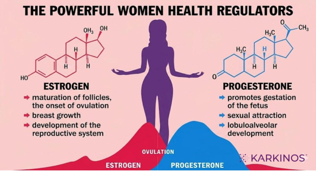 Estrogen and Progesterone Blog_April 28 2026