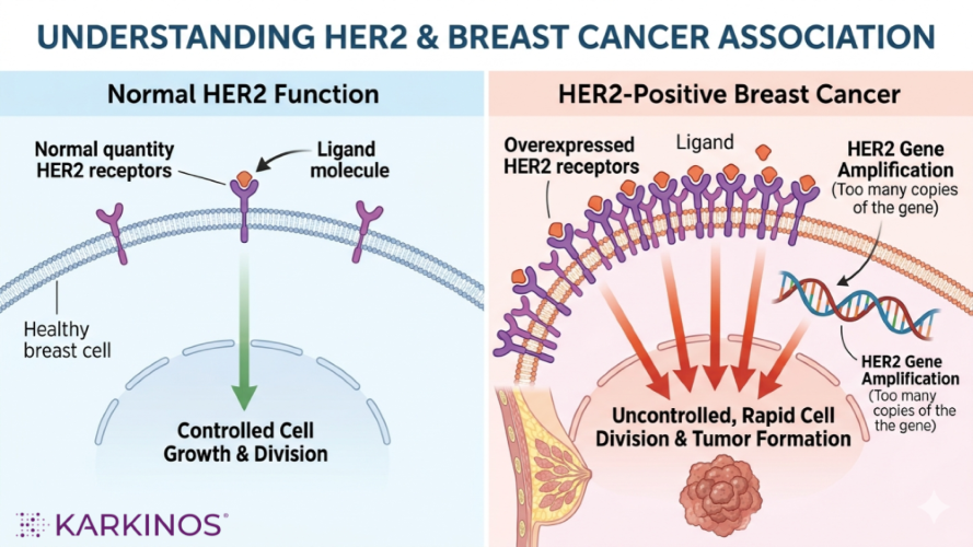 Understanding HER2 and Breast cancer association