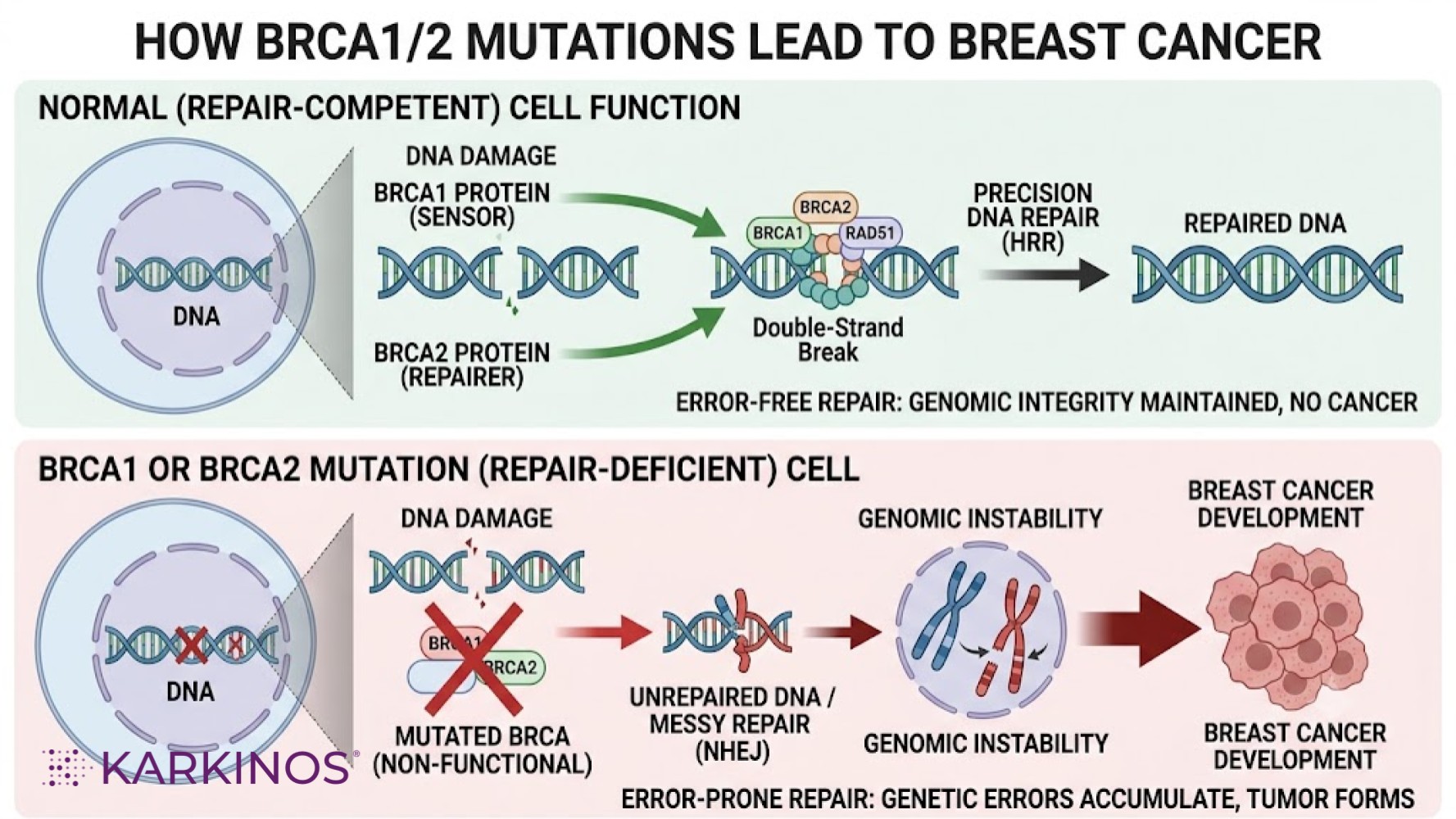 How does BRCA mutation cause Breast cancer